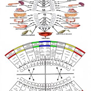 Lámina reflexología dental