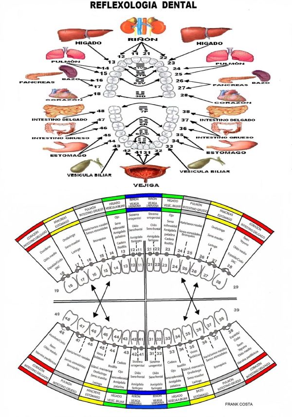 Lámina reflexología dental