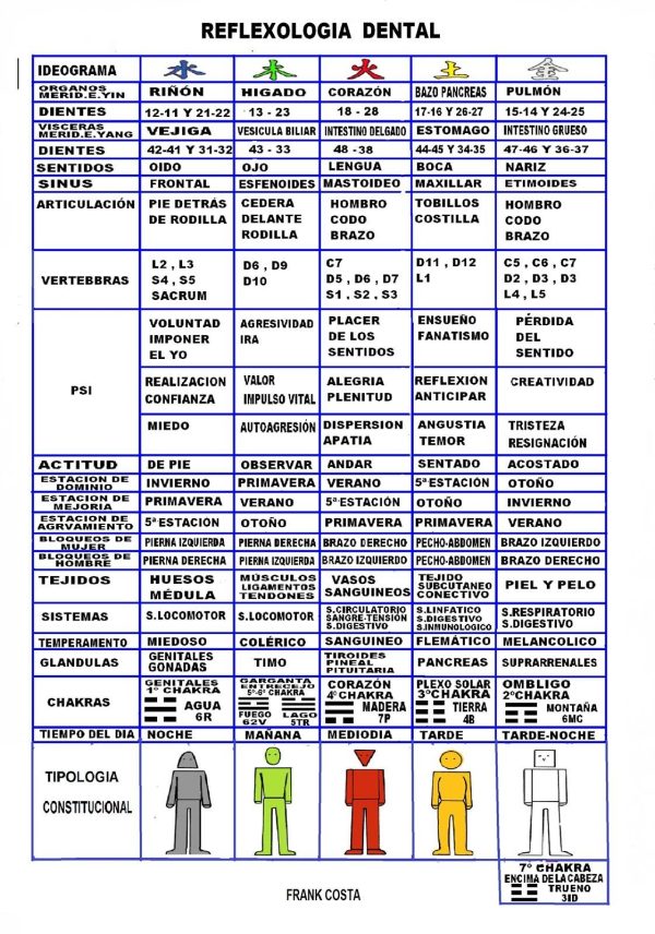 Lámina reflexología dental (II)