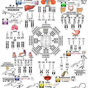 Lámina reflexología dental (III)