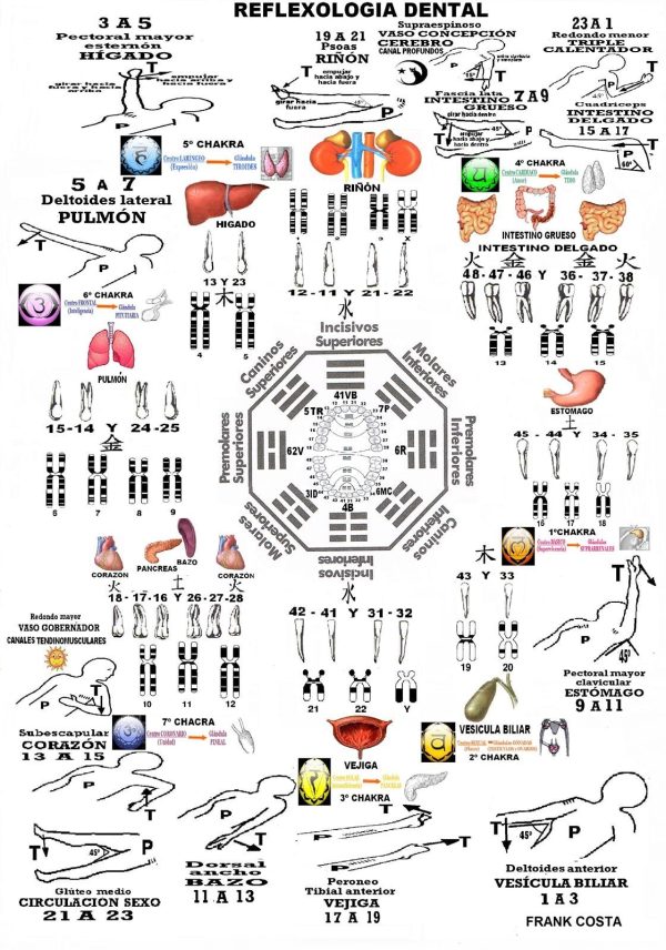 Lámina reflexología dental (III)