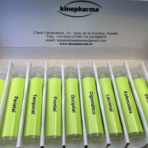 Test huesos del craneo