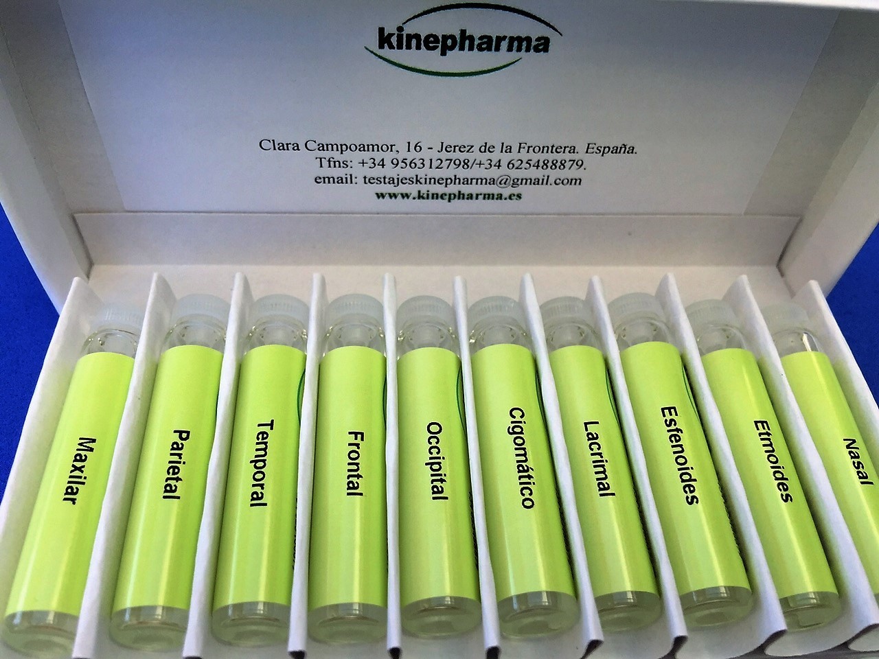 Test huesos del craneo