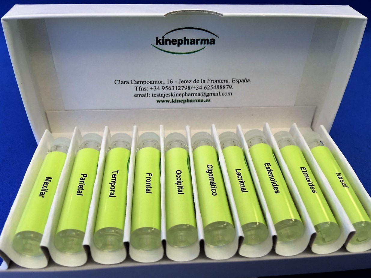 Test huesos del craneo